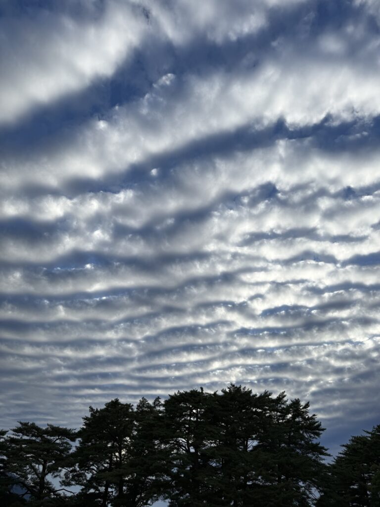 うろこ雲と松